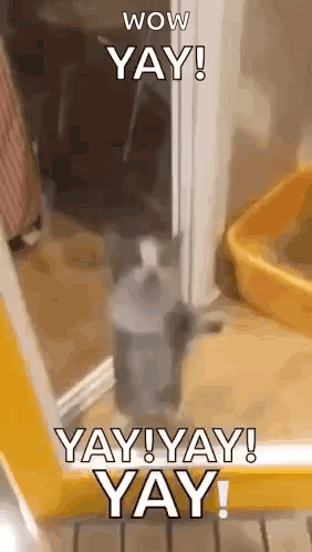 Cat at Mirror Saying Wow Yay Yay Yay