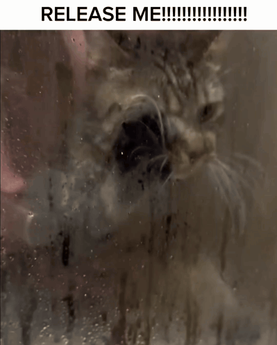 Cat at Shower Door Saying Release Me