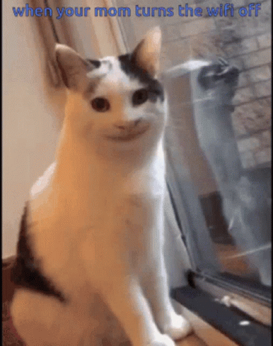 Cat At Window When Your Mom Turns Wifi Off GIF
