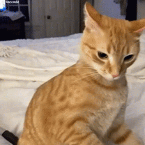 Cat Attack Cat Tiktok GIF