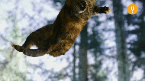 Cat Attack Floating GIF