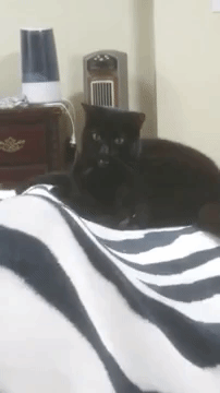 Cat Attack Man's Blanket GIF