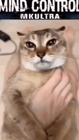 Cat Attack Mind Control GIF
