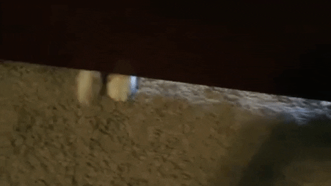 Cat Attack Pawing Wiith Toe GIF