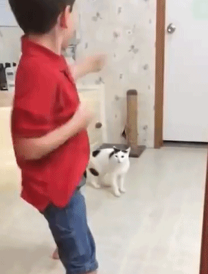 Cat Attacks Little Boy GIF