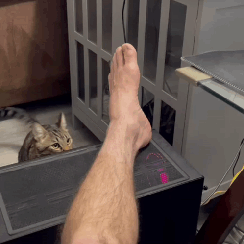Cat Attacks Man's Leg GIF