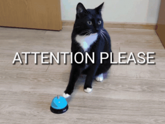 Cat Attention Please GIF