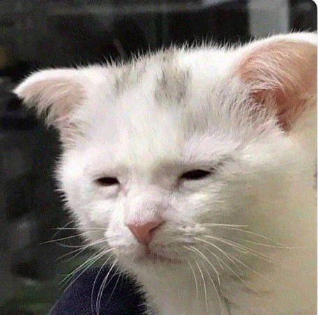 Cat Awake But At What Cost Sleepy Meme GIF