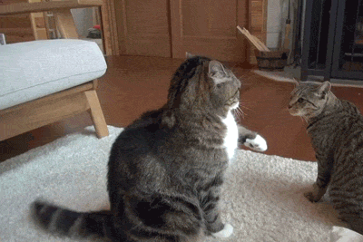 Cat Awkward True Love GIF