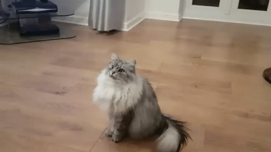 Cat Backflip GIF