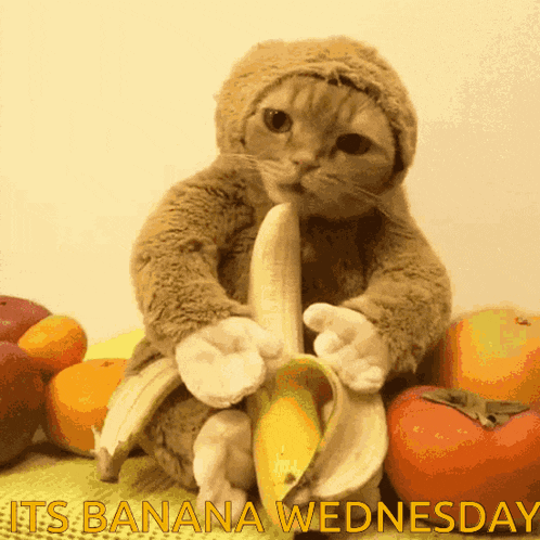 Cat Banana Gif GIF