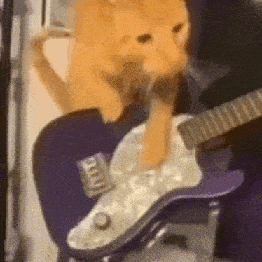 Cat Band Gif GIF