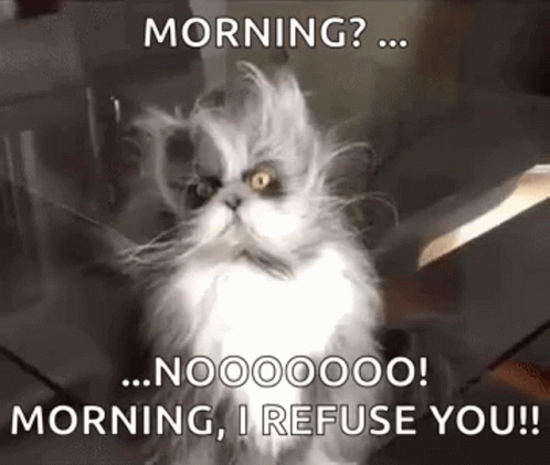 Cat Bed Hair GIF