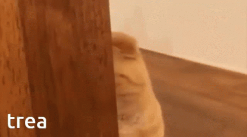 Cat Behind The Door Hiding Meme GIF