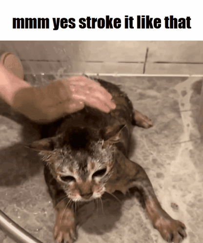 Cat Being Bathed Saying Mmmm Yes Stroke It Like That
