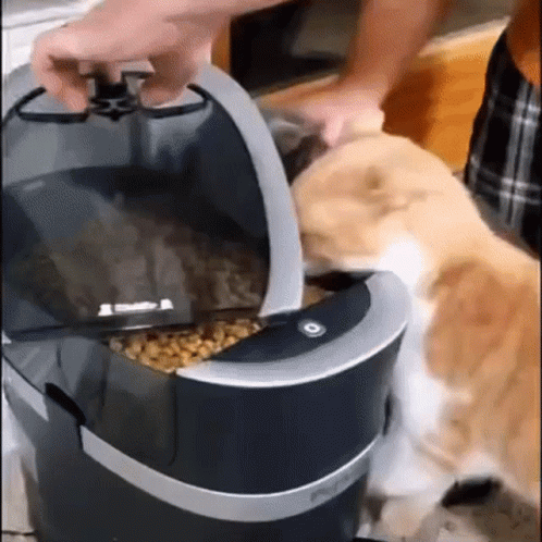 Cat Being Fed Food at Table