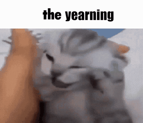 Cat Being Petted With Yearning