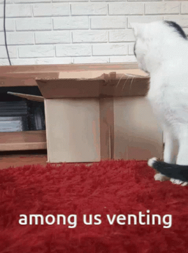 Cat Beside Cardboard Box With Among Us Venting