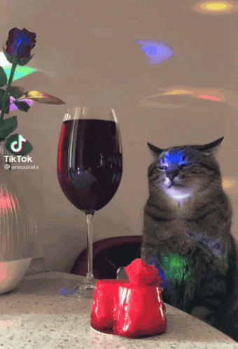 Cat Beside Glass of Wine and Red Rose