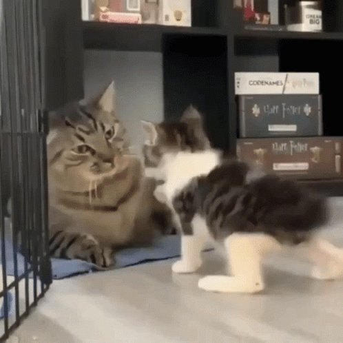 Cat Big Smack Cat GIF