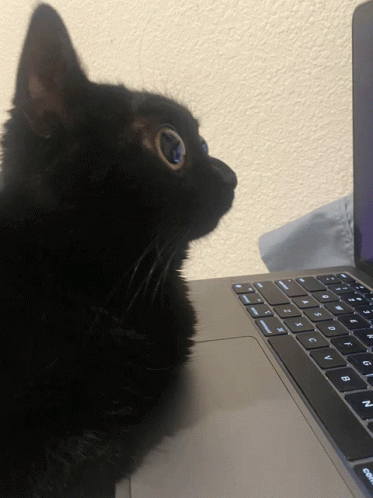 Cat Big Weird Eyes Staring Computer GIF