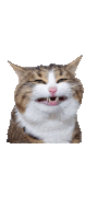 Cat Billi Sticker GIF