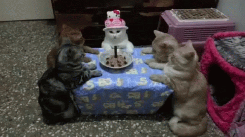 Cat Friends Birthday Party Celebration GIF