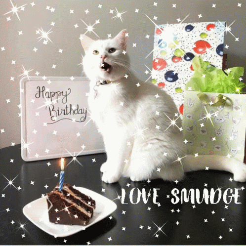 Pretty White Cat Happy Birthday Smudge GIF