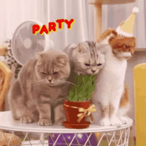 Cat Birthday Party Celebration GIF
