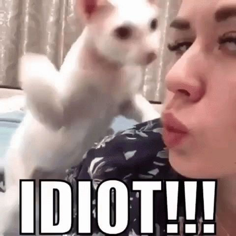 Cat Bitch Slap Idiot Mood GIF