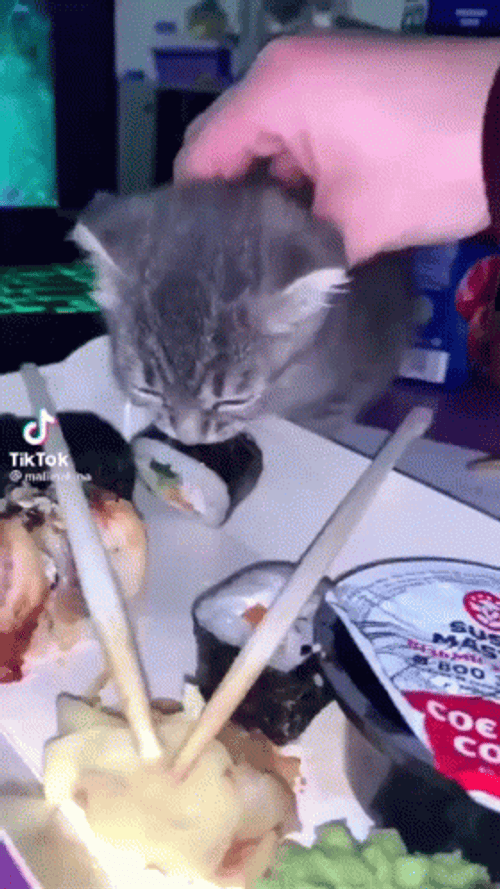 Cat Bites Sushi GIF