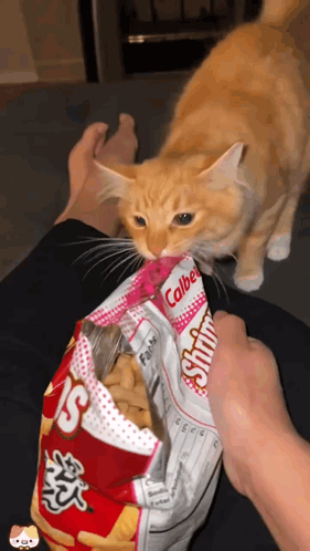 Cat Biting Bag of Calbee Chips