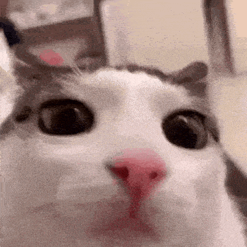 Cat Blink Gif GIF