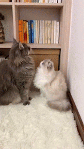 Cat Blow Cornered GIF