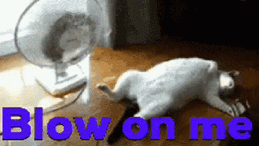 Cat Blow On Me The Fan GIF