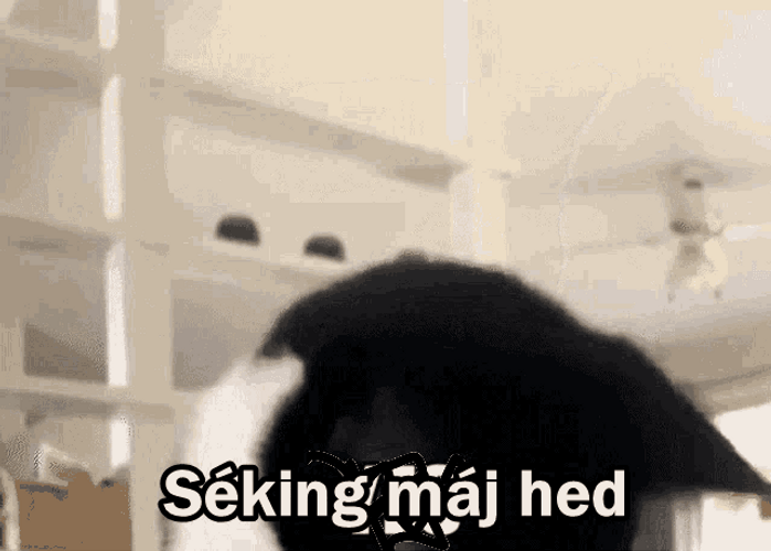 Cat Bobbing Head Bang Dance Groove Meme GIF