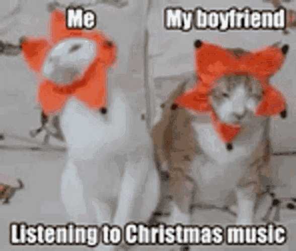 Cat Bobbing Head Christmas Music Couple Meme GIF