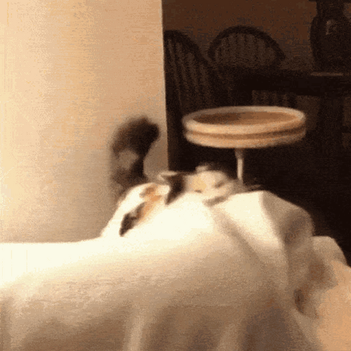 Cat Bobbing Head Crazy Shake Blanket GIF