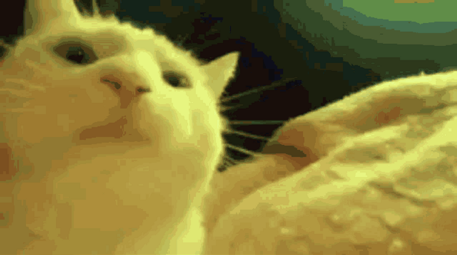 Cat Bobbing Head Disco Party Changing Colors GIF