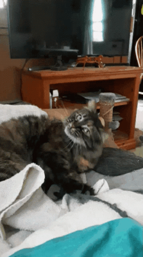 Cat Bobbing Head Funny Bed Shake GIF