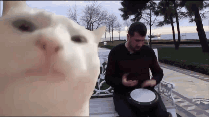 Cat Bobbing Head Jiving Drum Beat Music GIF