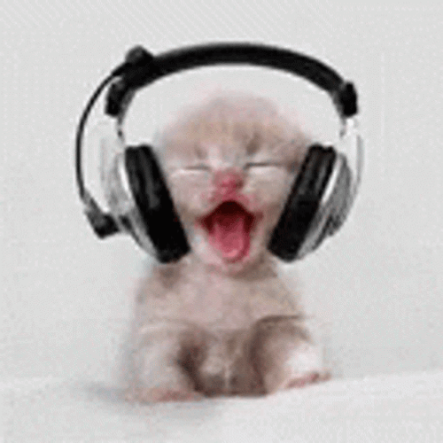 Cat Bobbing Head Listening Music Dance Jive GIF