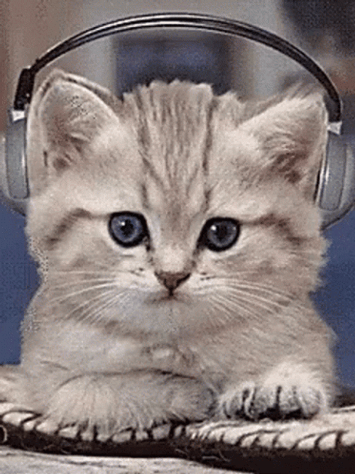 Cat Bobbing Head Listening Music Headphone GIF