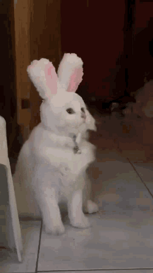 Cat Bobbing Head Shake Bunny Ears GIF