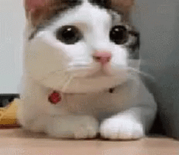 Cat Bobbing Head Shake No Deny Reaction Meme GIF