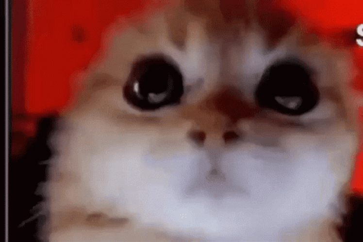 Cat Bobbing Head Shake Violent Reaction Meme GIF