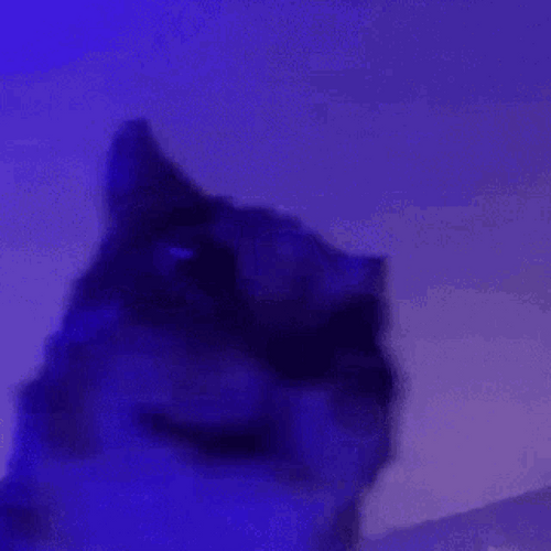 Cat Bobbing Head Shaking Angry Neon Lights GIF