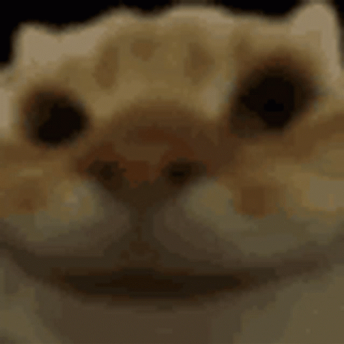 Cat Bobbing Head Zoom Face Dance GIF