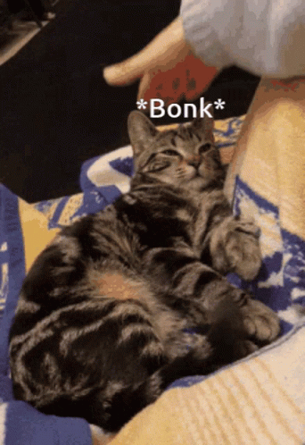 Cat Bonk GIF