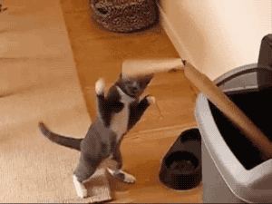 Cat Boxing Cardboard GIF